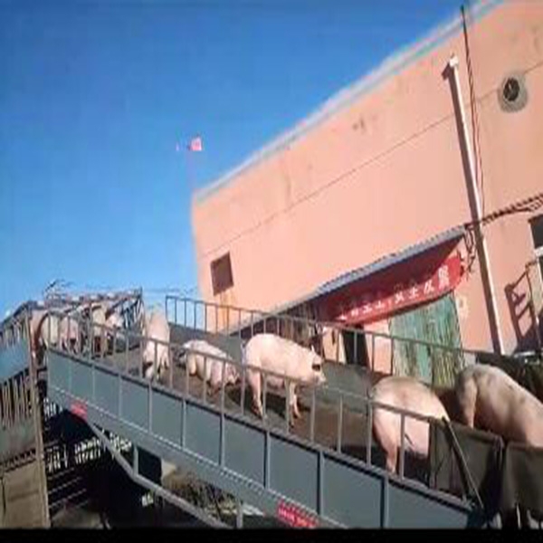 北京防猪瘟专业装猪平台